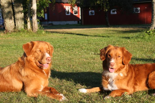 Molly og Naico